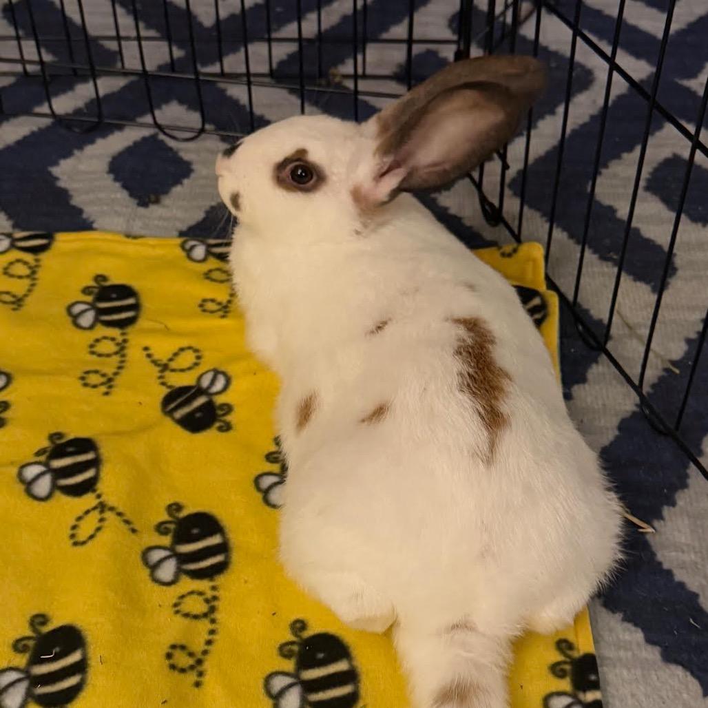 Enlarge Junebug, a Adoptable mixed breed in Madison, WI image 2/2