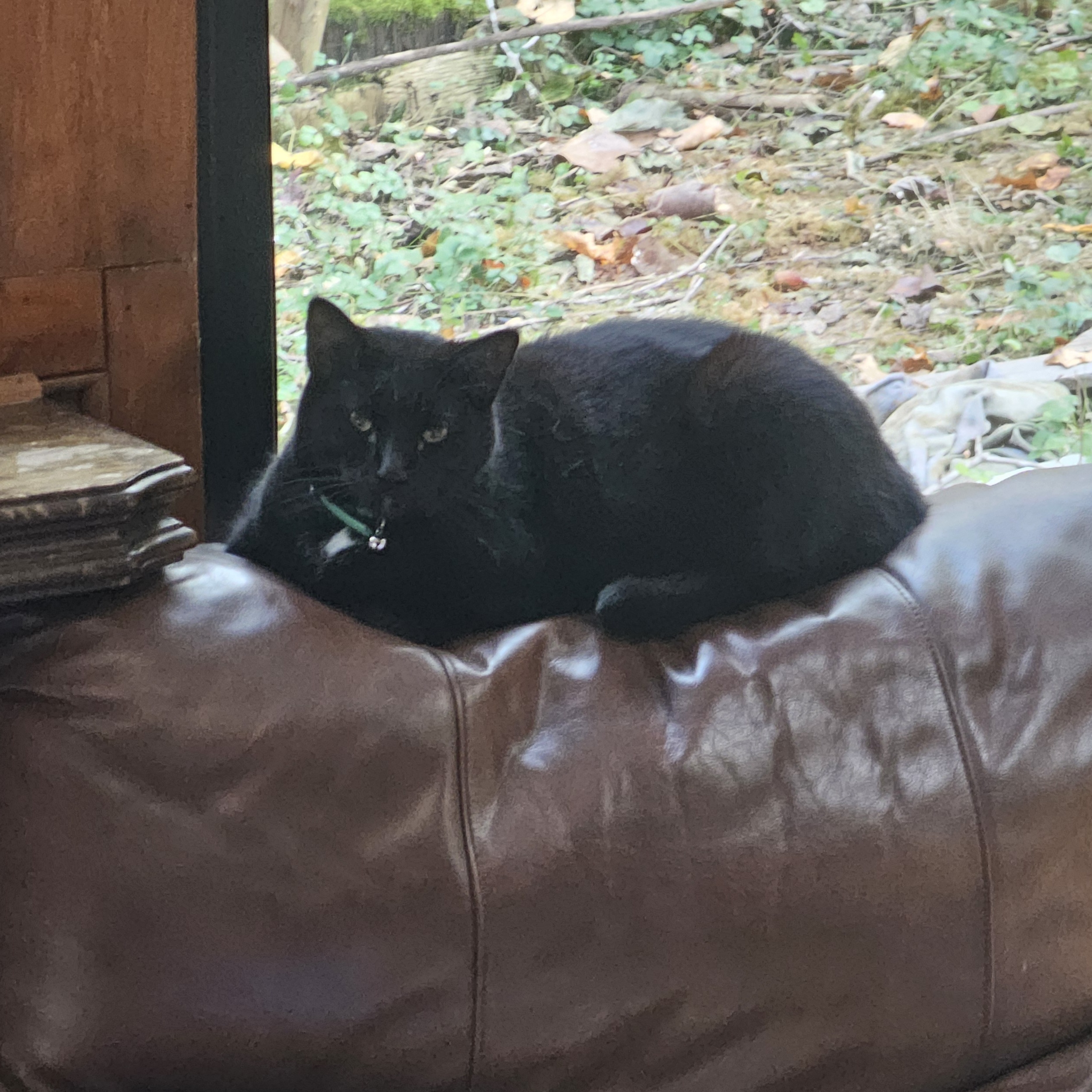 Batman, a Adopted Domestic Short Hair in Chesapeake Beach, MD image 3/6