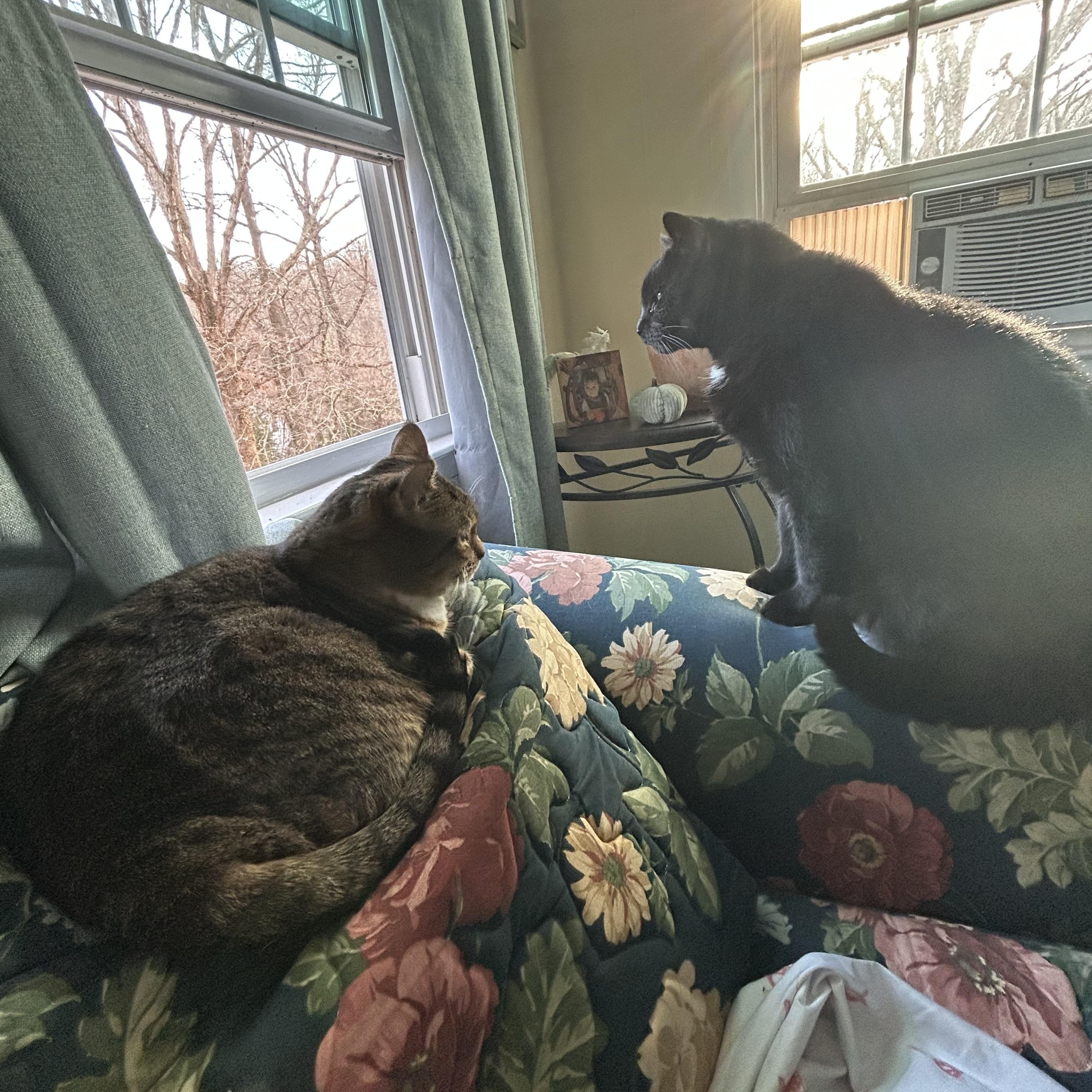 Batman, a Adopted Domestic Short Hair in Chesapeake Beach, MD image 2/6