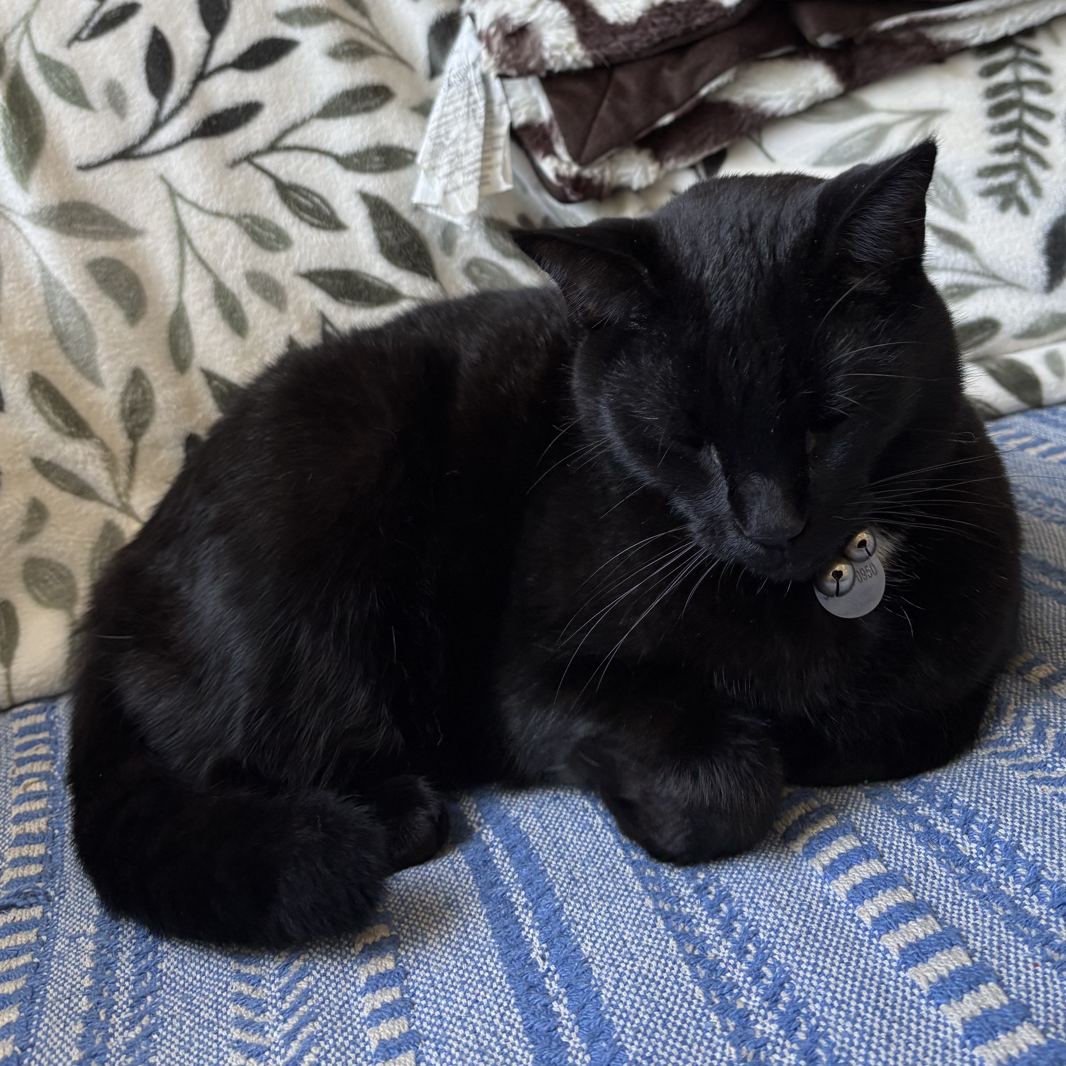 Batman, a Adopted Domestic Short Hair in Chesapeake Beach, MD image 4/6