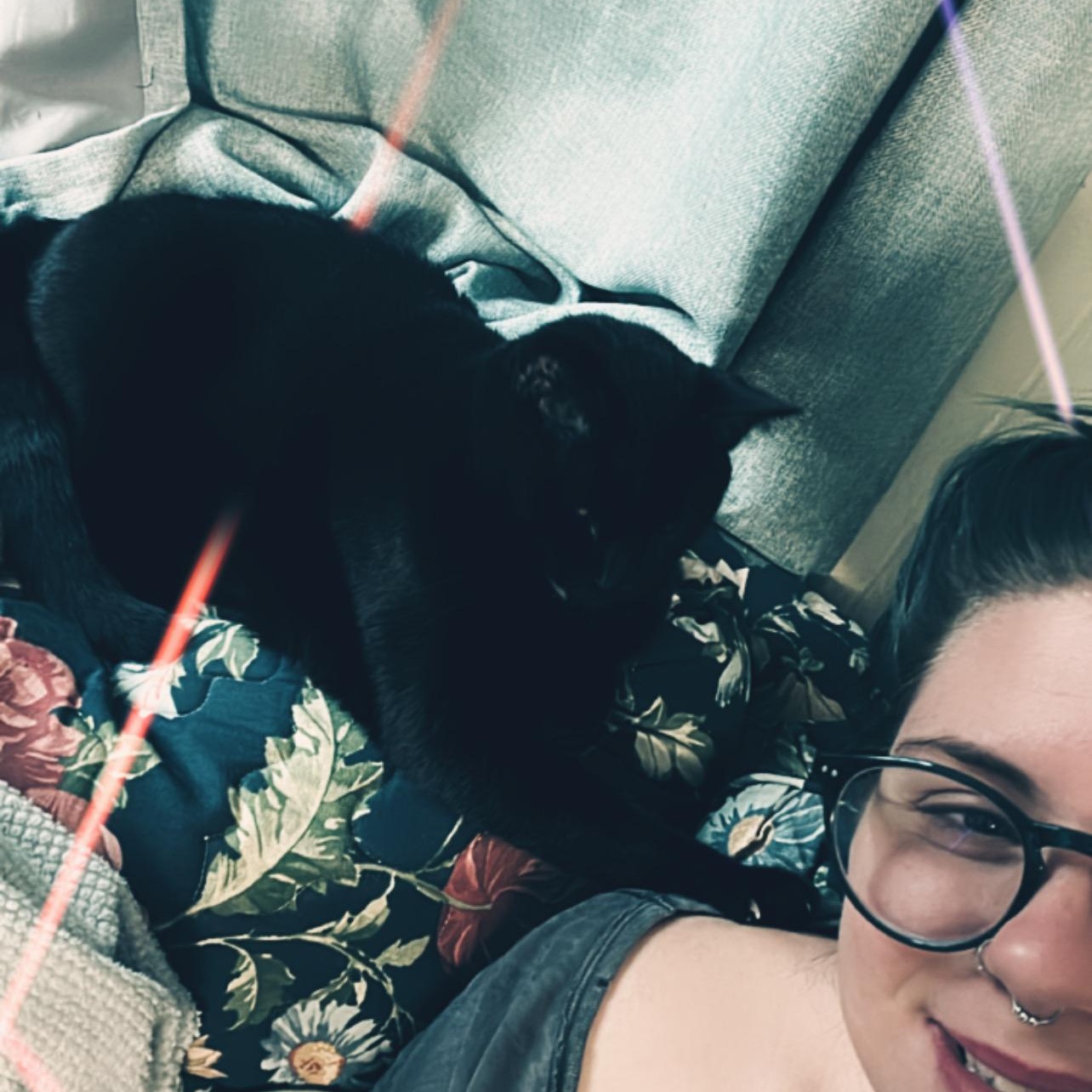 Batman, a Adopted Domestic Short Hair in Chesapeake Beach, MD image 5/6