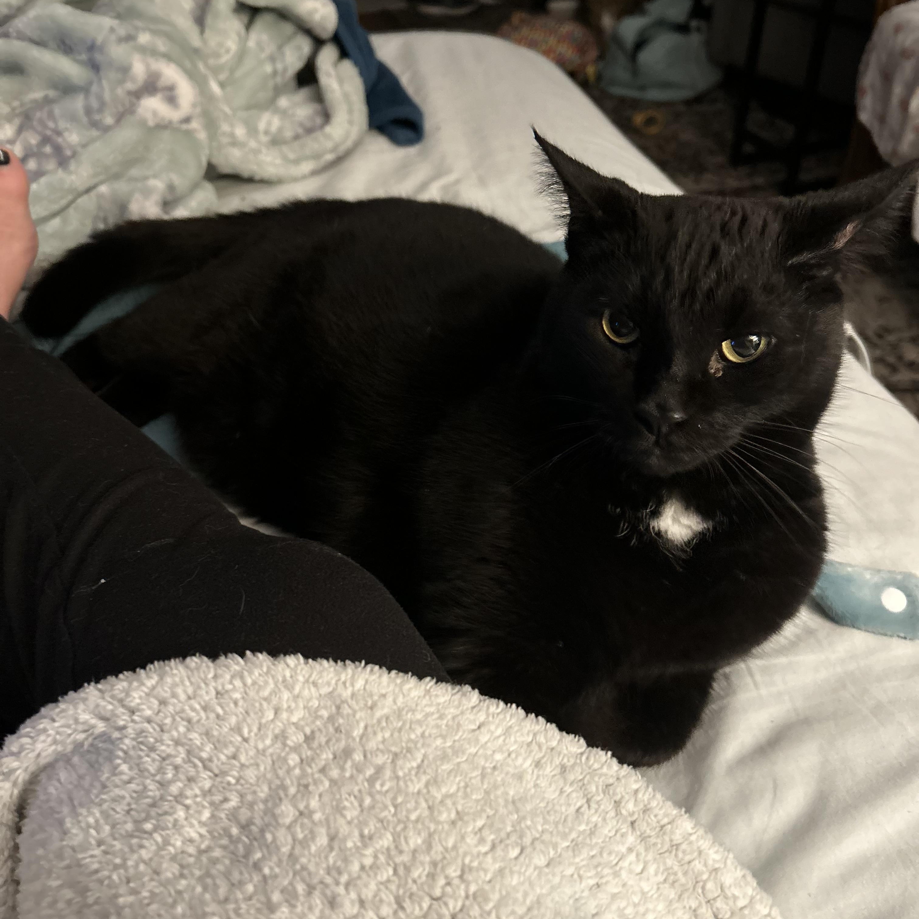 Batman, Adopted, Senior Male Domestic Short Hair.