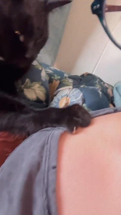 Enlarge Batman, a Adopted Domestic Short Hair in Chesapeake Beach, MD video 6/6