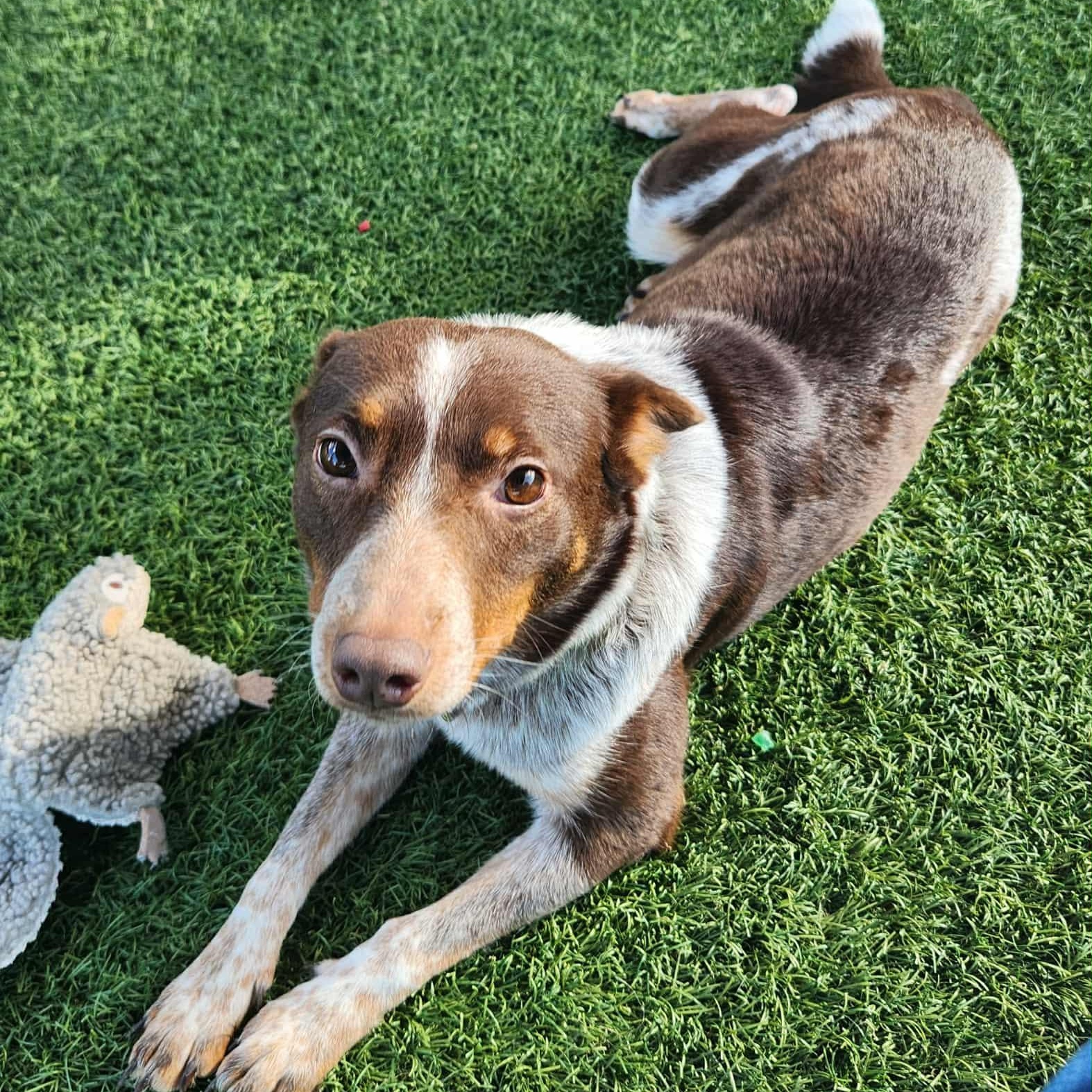 Enlarge Lacy - In Foster Care, a Adoptable mixed breed in Sparta, WI image 1/3