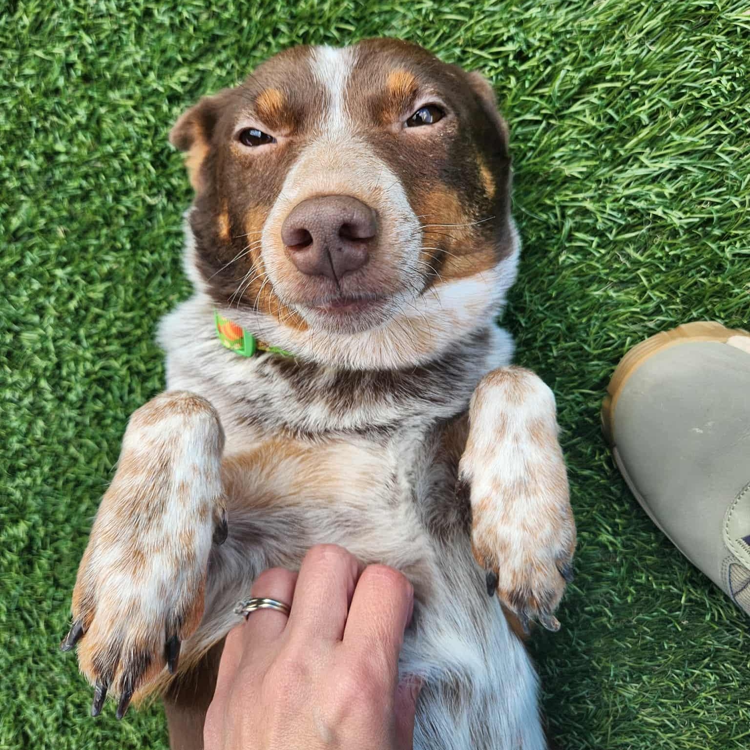 Enlarge Lacy - In Foster Care, a Adoptable mixed breed in Sparta, WI image 2/3