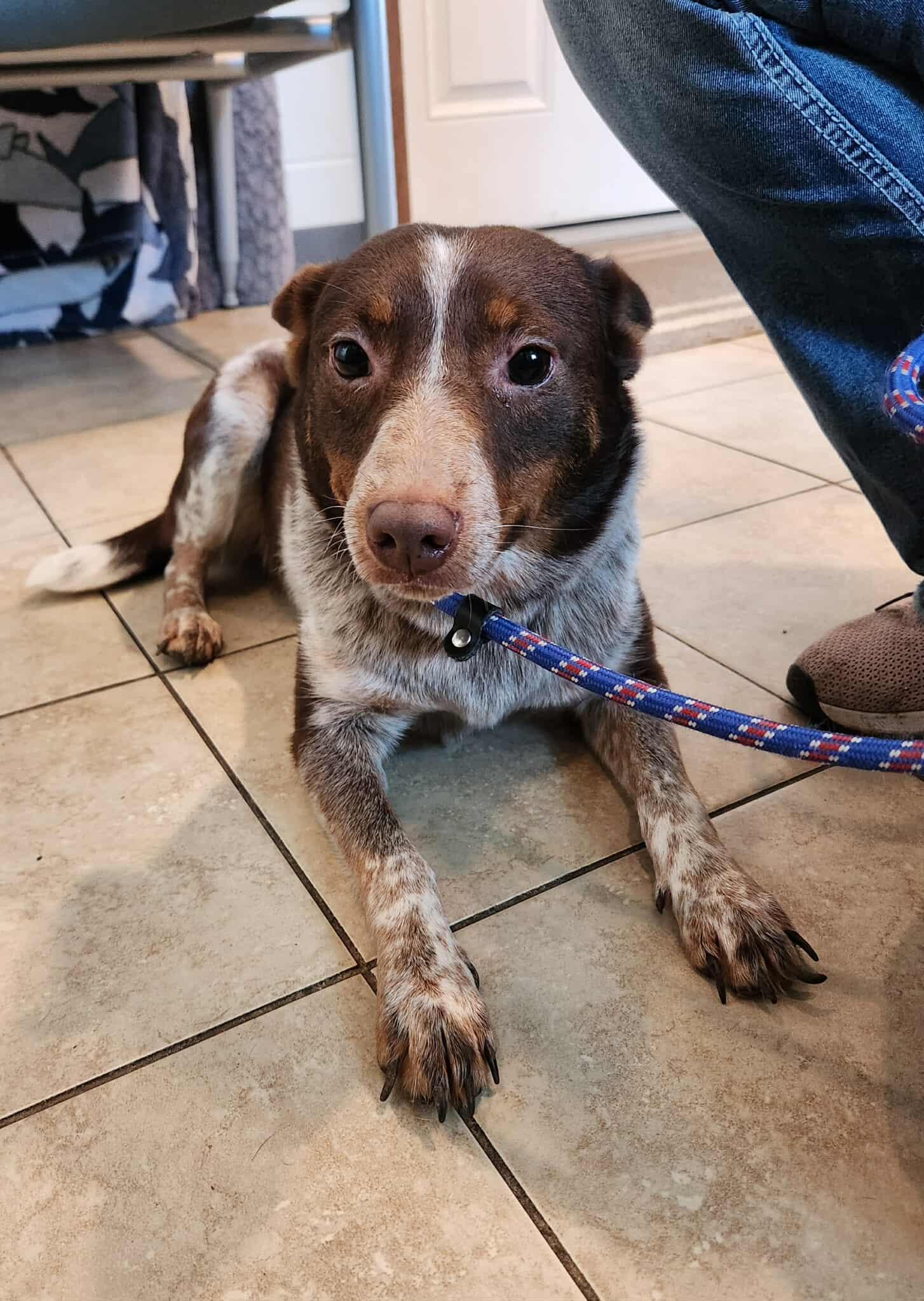 Enlarge Lacy - In Foster Care, a Adoptable mixed breed in Sparta, WI image 3/3