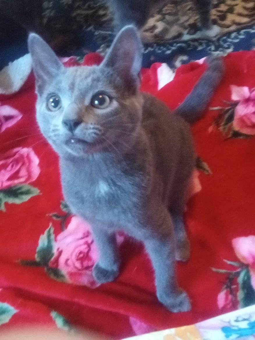 Enlarge Hopper, a Adoptable Domestic Short Hair in Scotland Neck, NC image 4/5