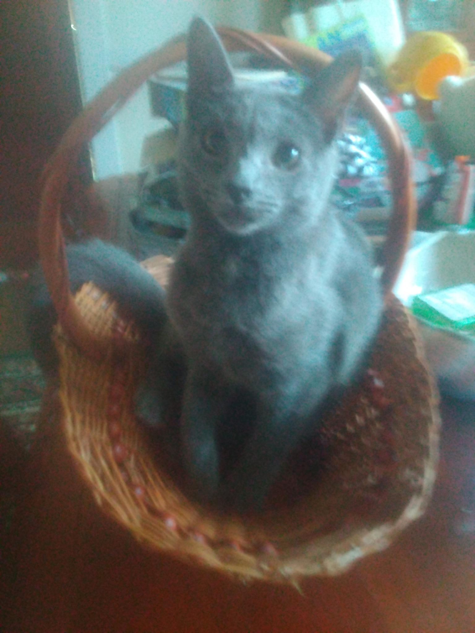 Enlarge Hopper, a Adoptable Domestic Short Hair in Scotland Neck, NC image 1/5