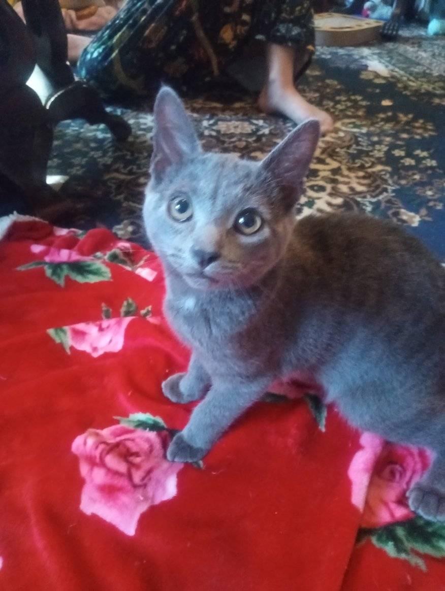 Enlarge Hopper, a Adoptable Domestic Short Hair in Scotland Neck, NC image 2/5