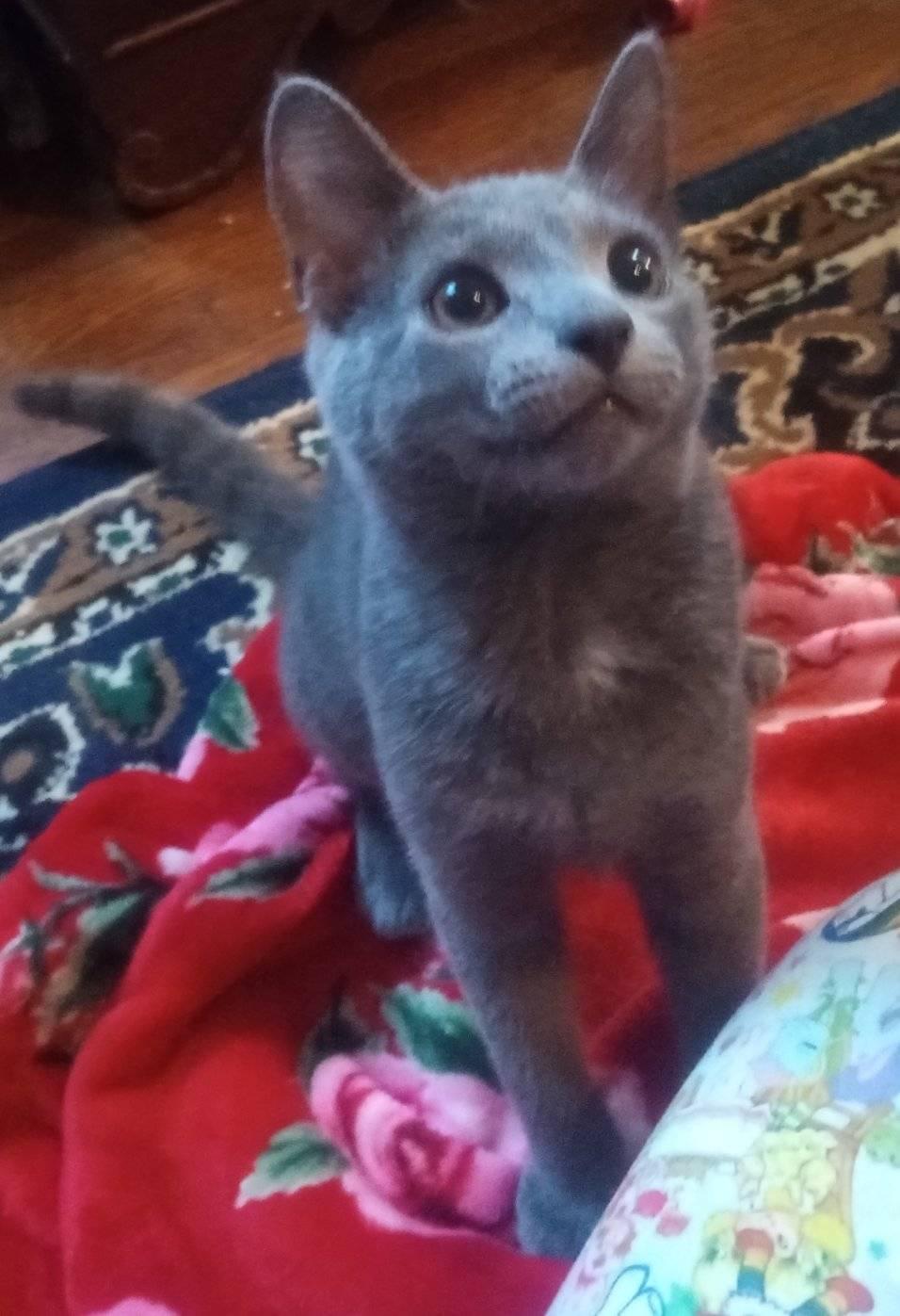 Enlarge Hopper, a Adoptable Domestic Short Hair in Scotland Neck, NC image 3/5