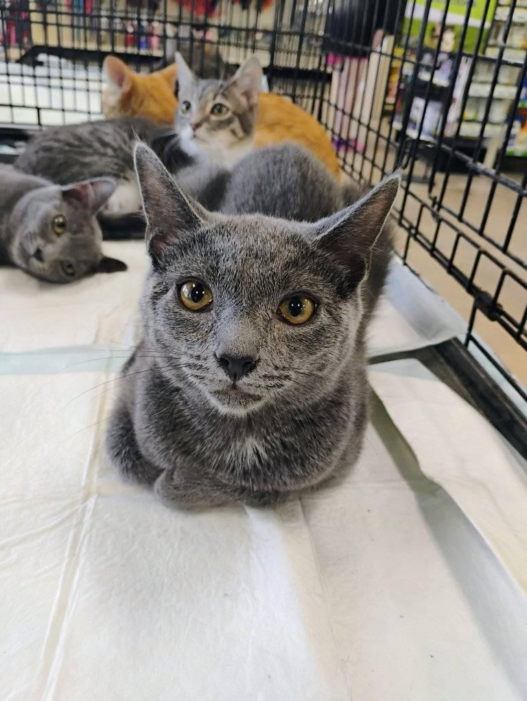 Enlarge Hopper, a Adoptable Domestic Short Hair in Scotland Neck, NC image 5/5