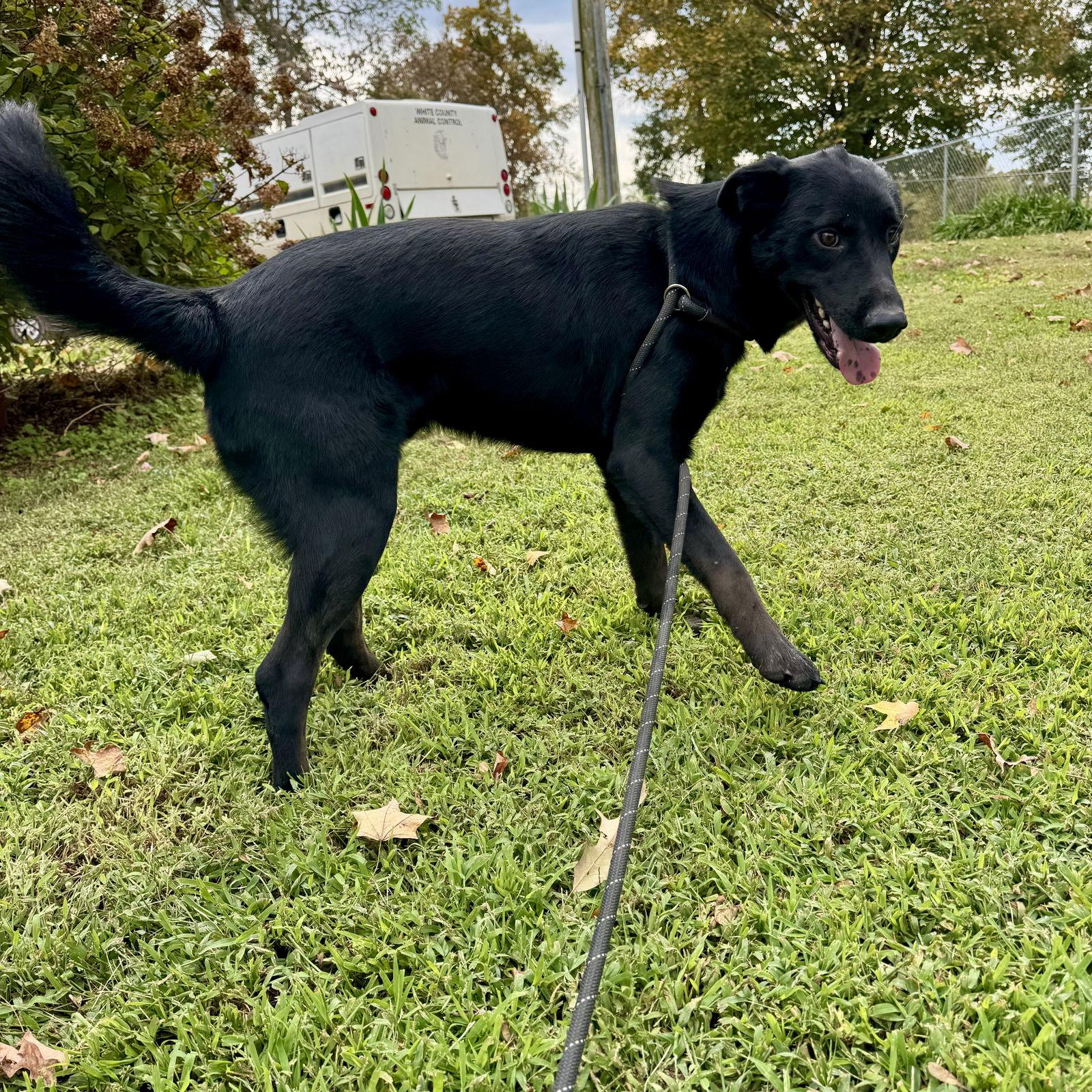 Enlarge Rip, a Adoptable Black Labrador Retriever in Sparta, TN image 1/2