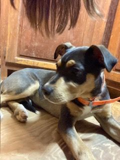 Enlarge Rascal, a Adoptable mixed breed in Ruston, LA image 1/4