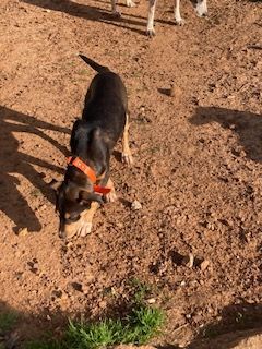 Enlarge Rascal, a Adoptable mixed breed in Ruston, LA image 2/4