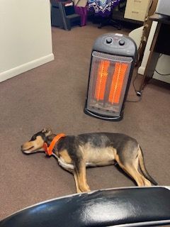 Enlarge Rascal, a Adoptable mixed breed in Ruston, LA image 4/4