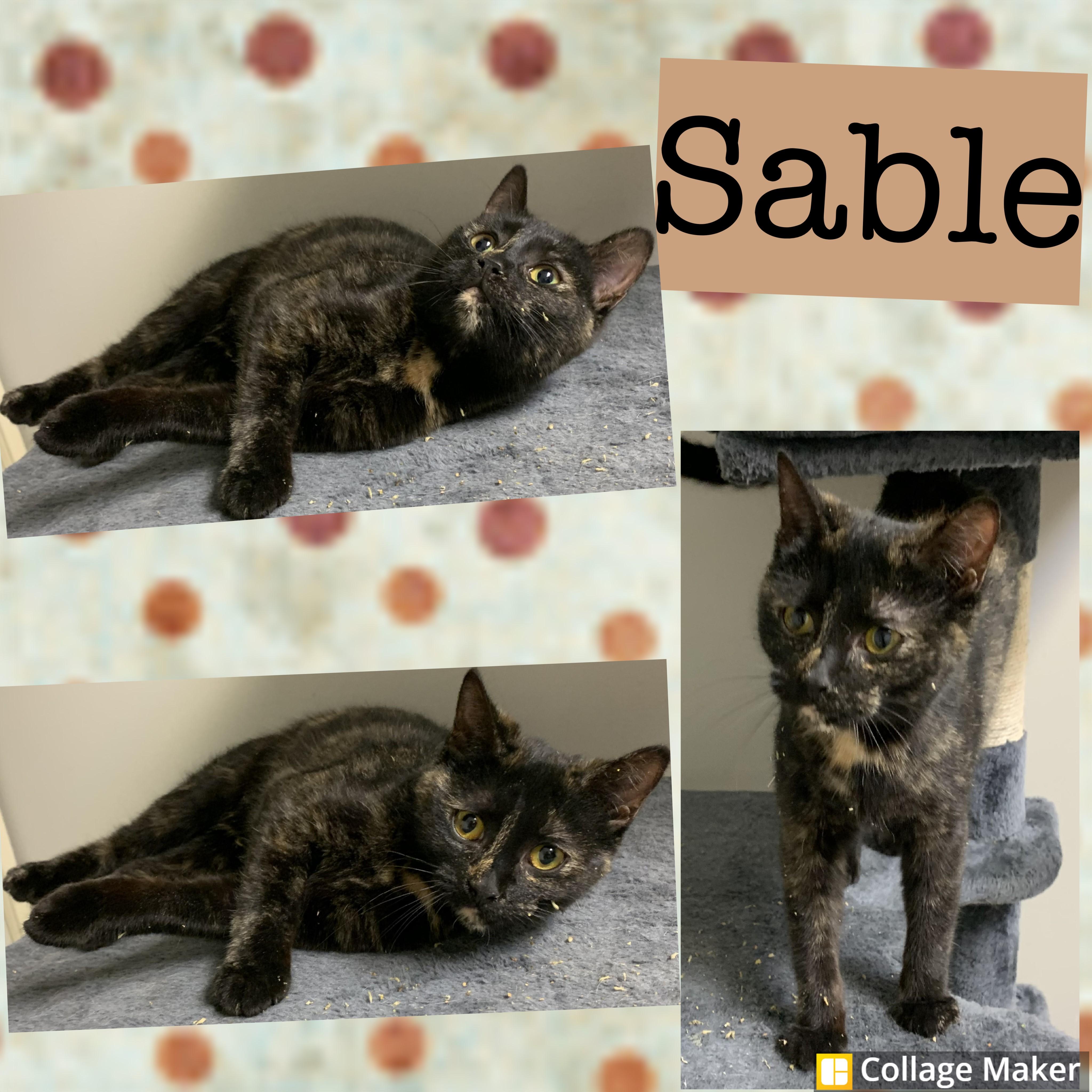 Enlarge Sable, a ADOPTABLE mixed breed in Clearfield, PA image 1/1