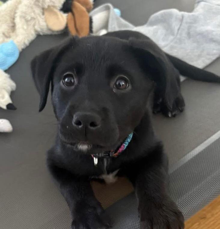 Enlarge Bailey, a Adopted mixed breed in Roxboro, NC image 1/3