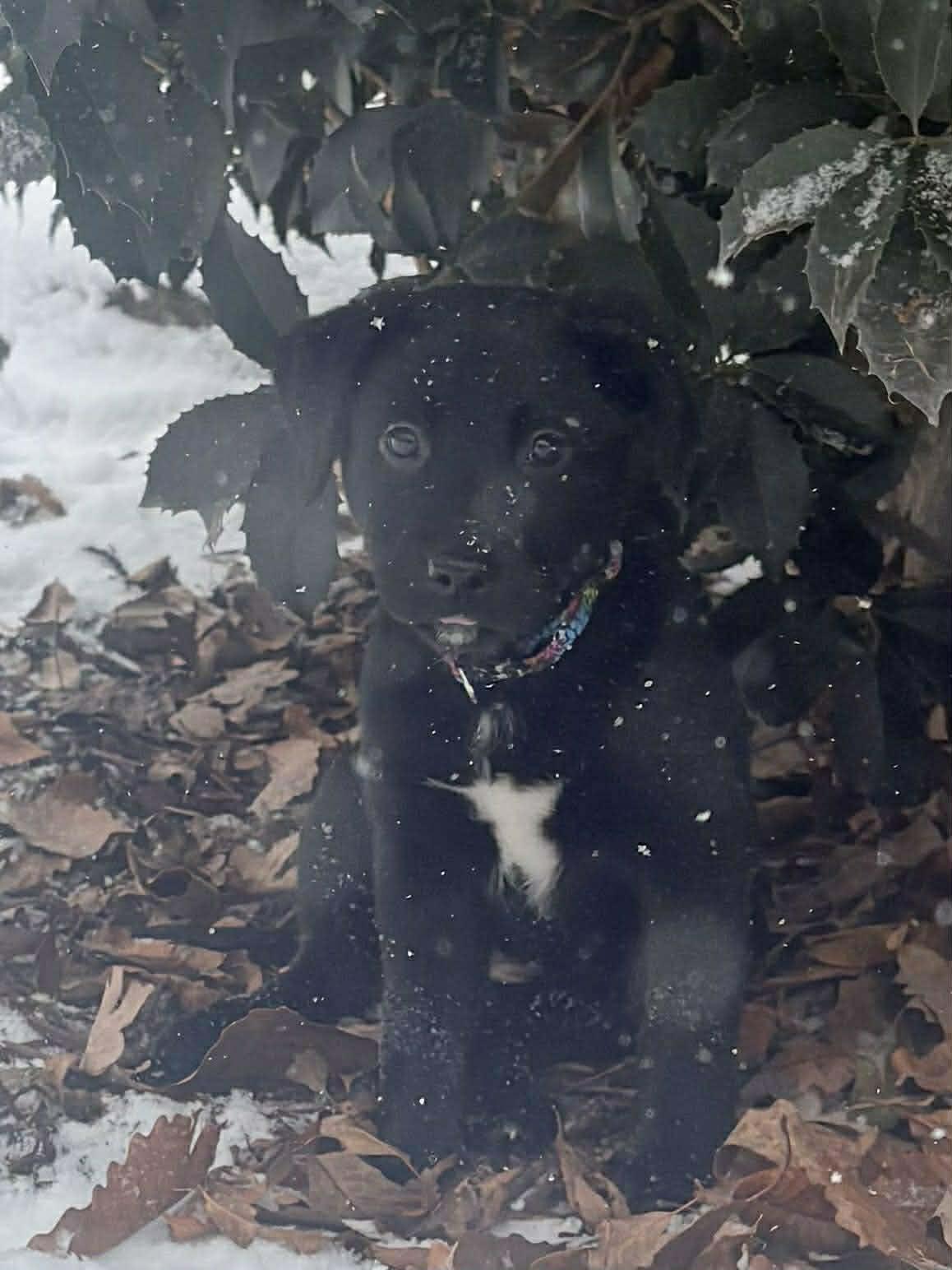 Enlarge Bailey, a Adopted mixed breed in Roxboro, NC image 2/3