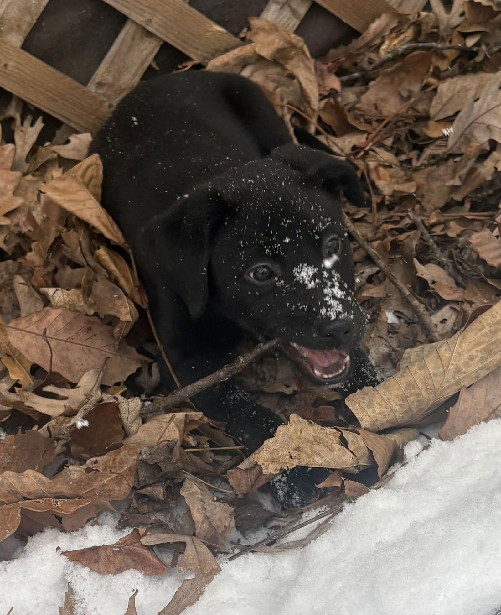 Enlarge Bailey, a Adopted mixed breed in Roxboro, NC image 3/3