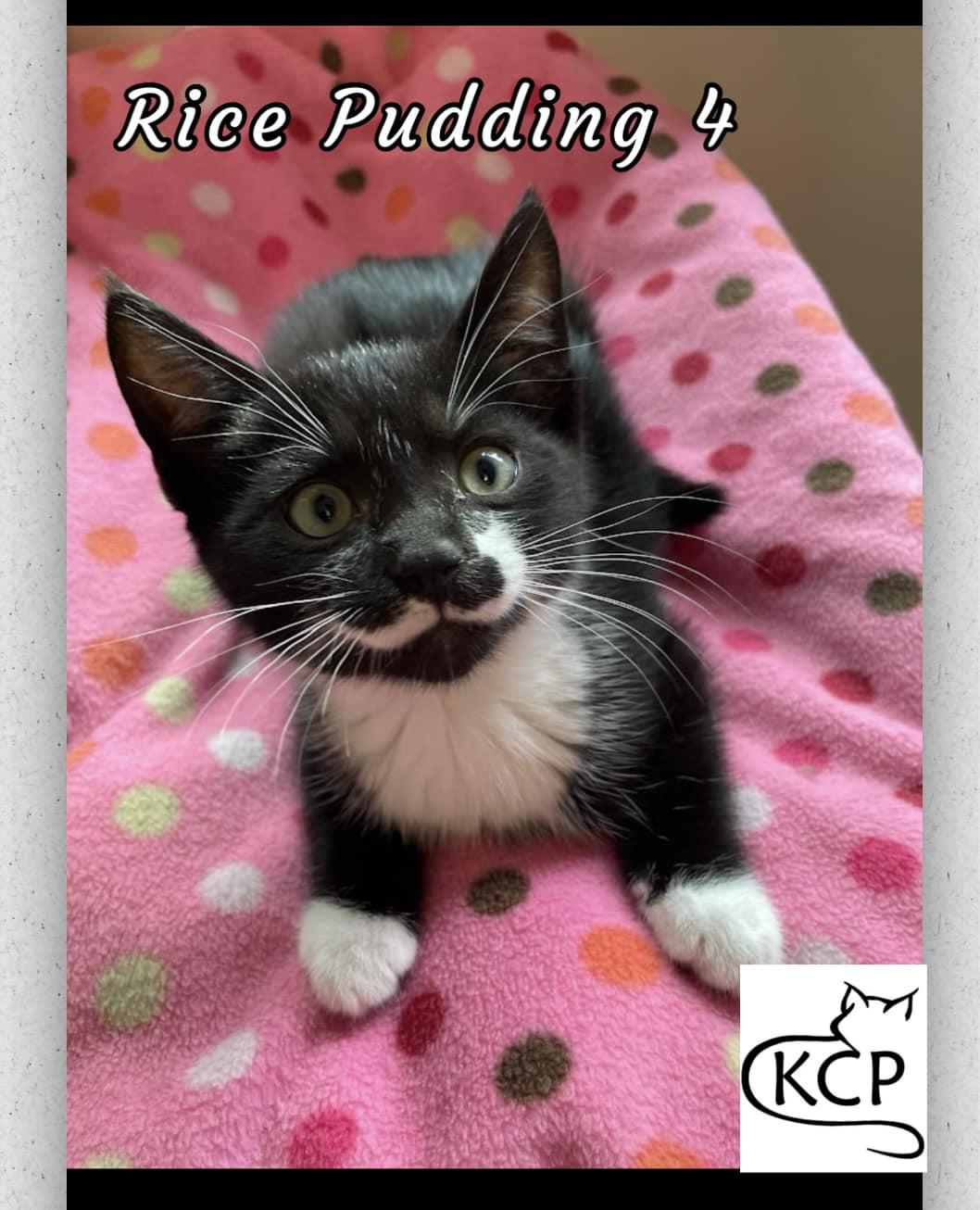 Rice Pudding 4, an adoptable Domestic Short Hair in Courtenay, BC, V9N 7P1 | Photo Image 1