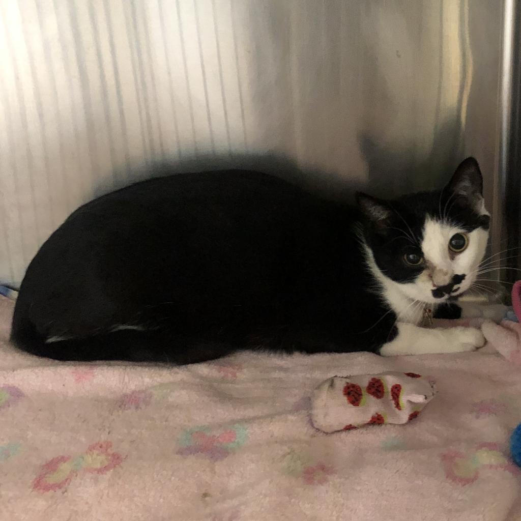 Enlarge Sissy, a Adoptable Domestic Short Hair in Fort Bragg, CA image 1/1