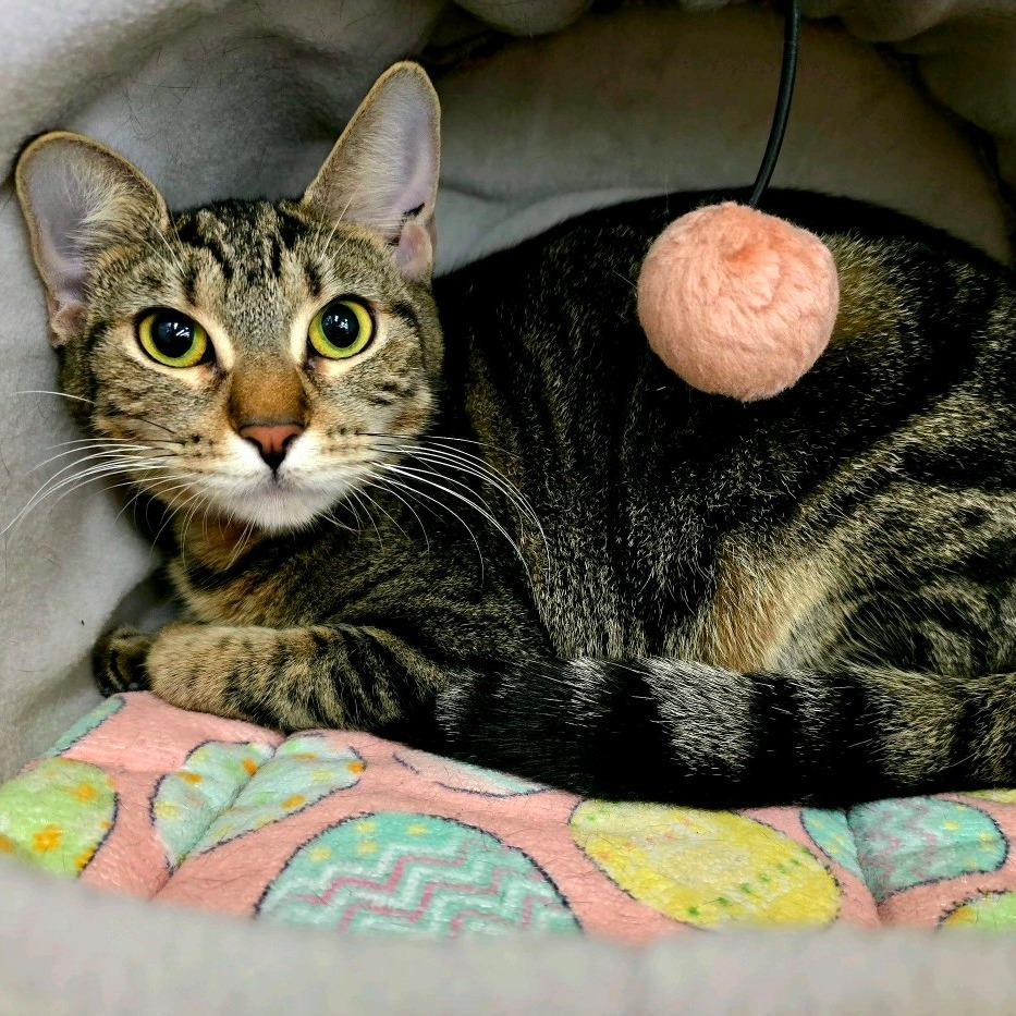 Enlarge Shy Shy, a Adoptable Domestic Short Hair in Hamburg, NY image 1/4