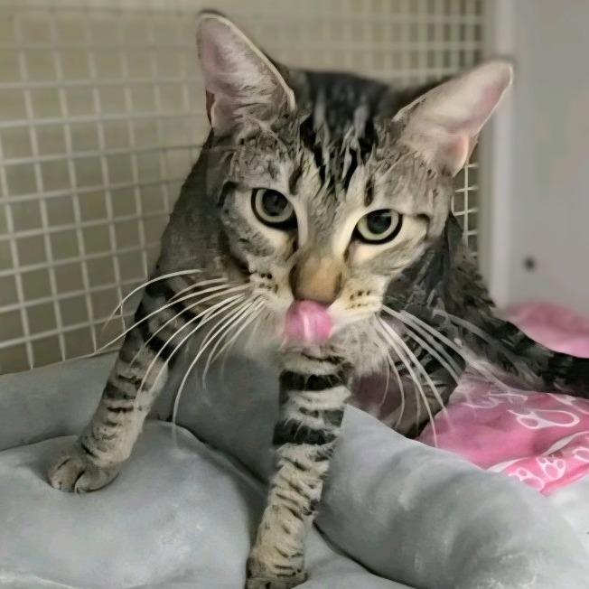 Enlarge Shy Shy, a Adoptable Domestic Short Hair in Hamburg, NY image 2/4