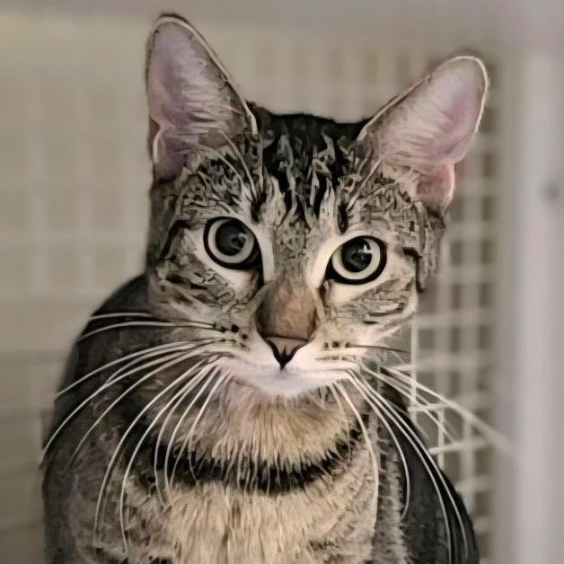 Enlarge Shy Shy, a Adoptable Domestic Short Hair in Hamburg, NY image 3/4