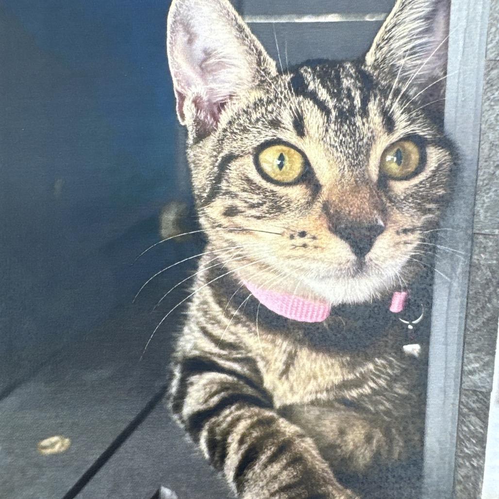 Enlarge Shy Shy, a Adoptable Domestic Short Hair in Hamburg, NY image 4/4