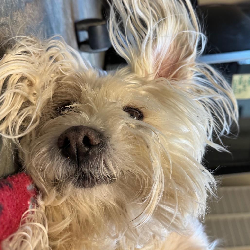 Angel, Adoptable, Senior Female Mixed Breed.