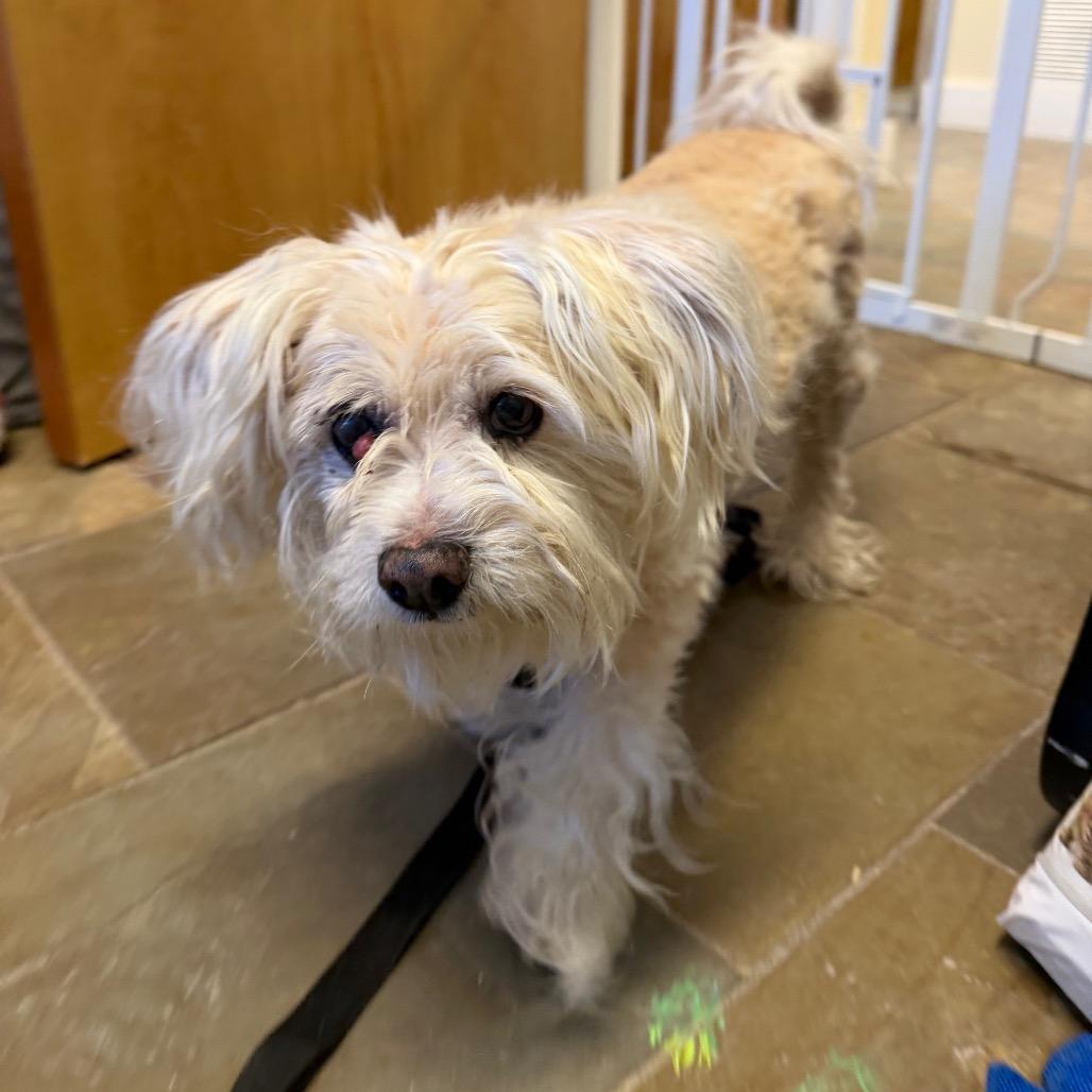 Enlarge Angel, a Adoptable Mixed Breed in Middlebury, VT image 3/6