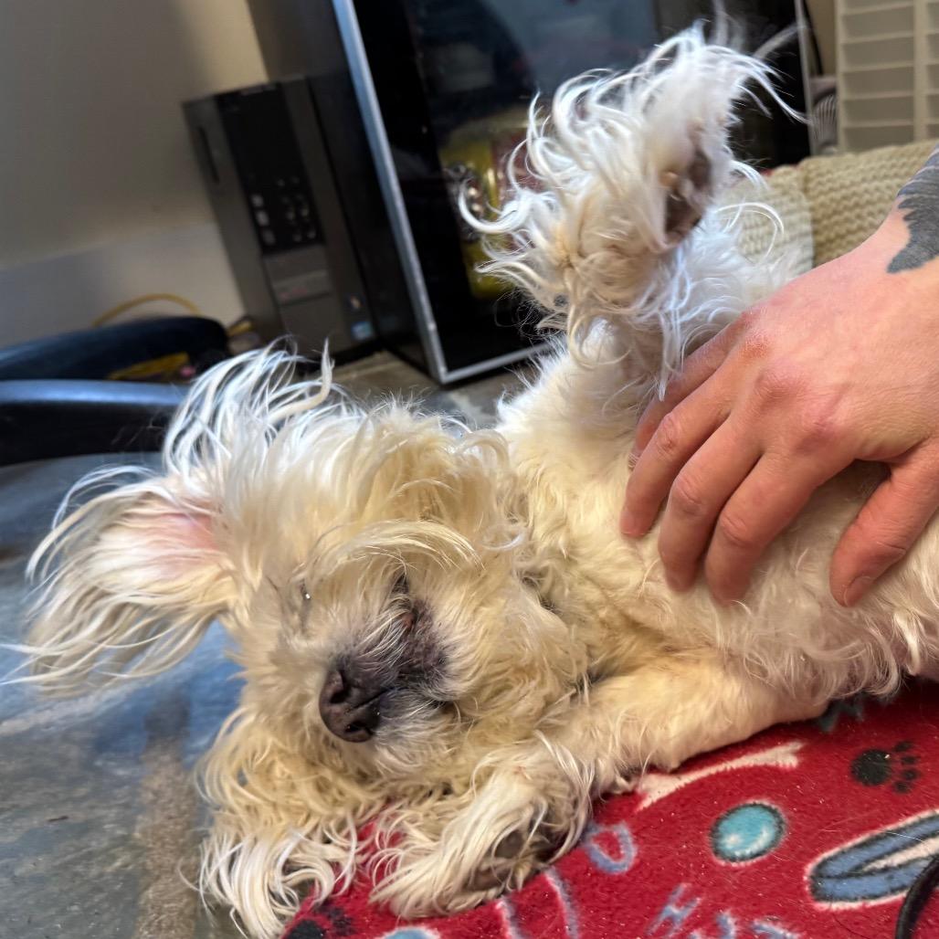 Enlarge Angel, a Adoptable Mixed Breed in Middlebury, VT image 4/6