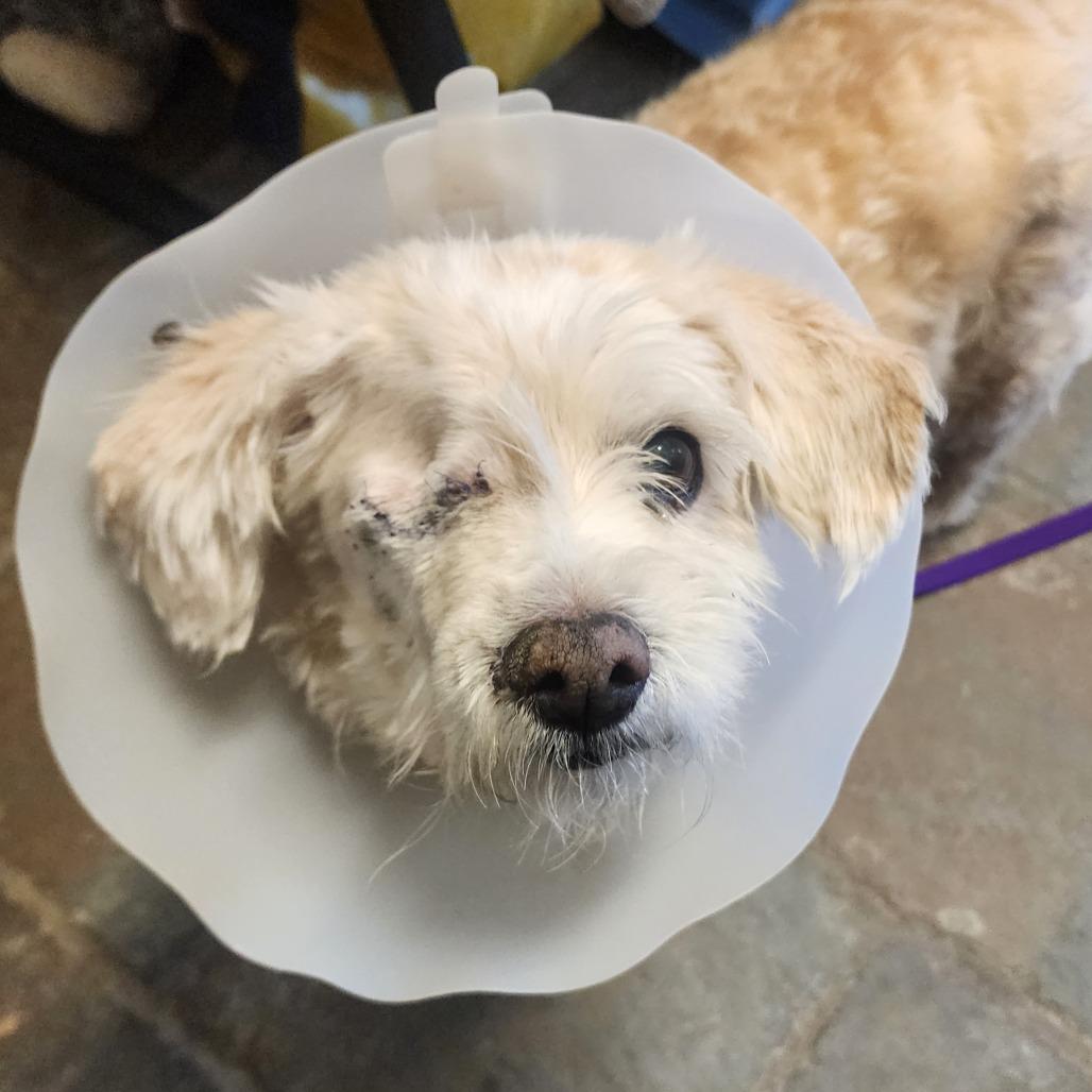 Enlarge Angel, a Adoptable Mixed Breed in Middlebury, VT image 5/6