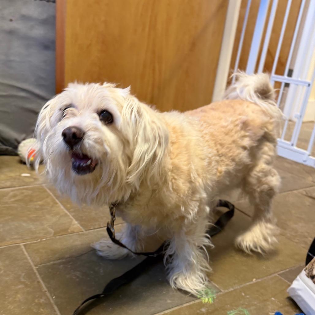 Enlarge Angel, a Adoptable Mixed Breed in Middlebury, VT image 6/6