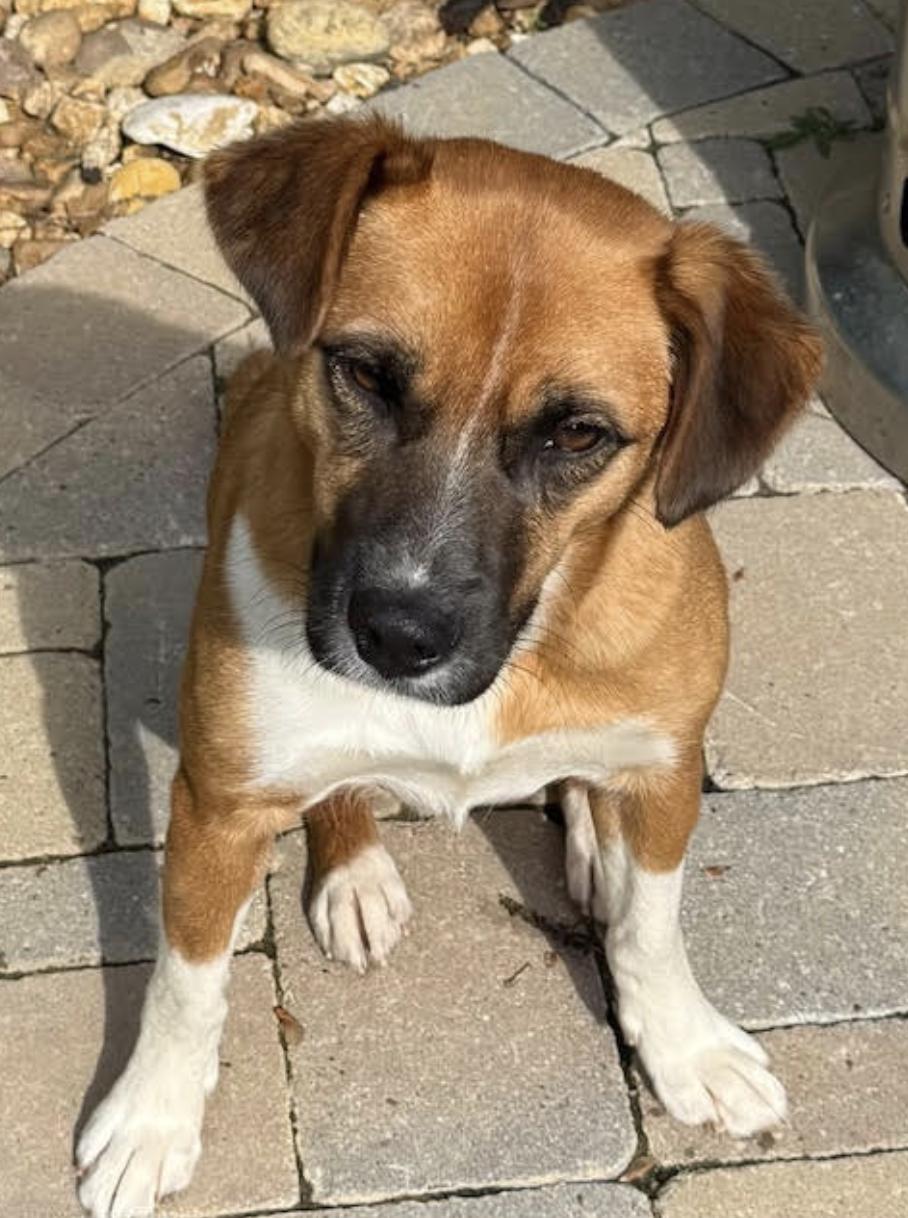 Frannie - local gal, a Adoptable mixed breed in Andover, MA image 4/6