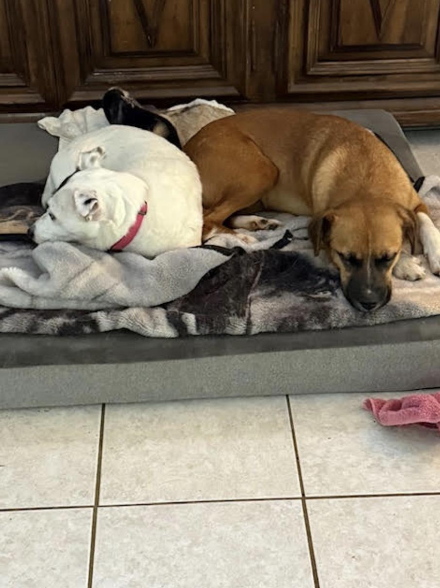 Frannie - local gal, a Adoptable mixed breed in Andover, MA image 5/6