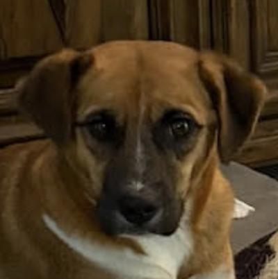 Frannie - local gal, Adoptable, Young Female Carolina Dog & Pug.