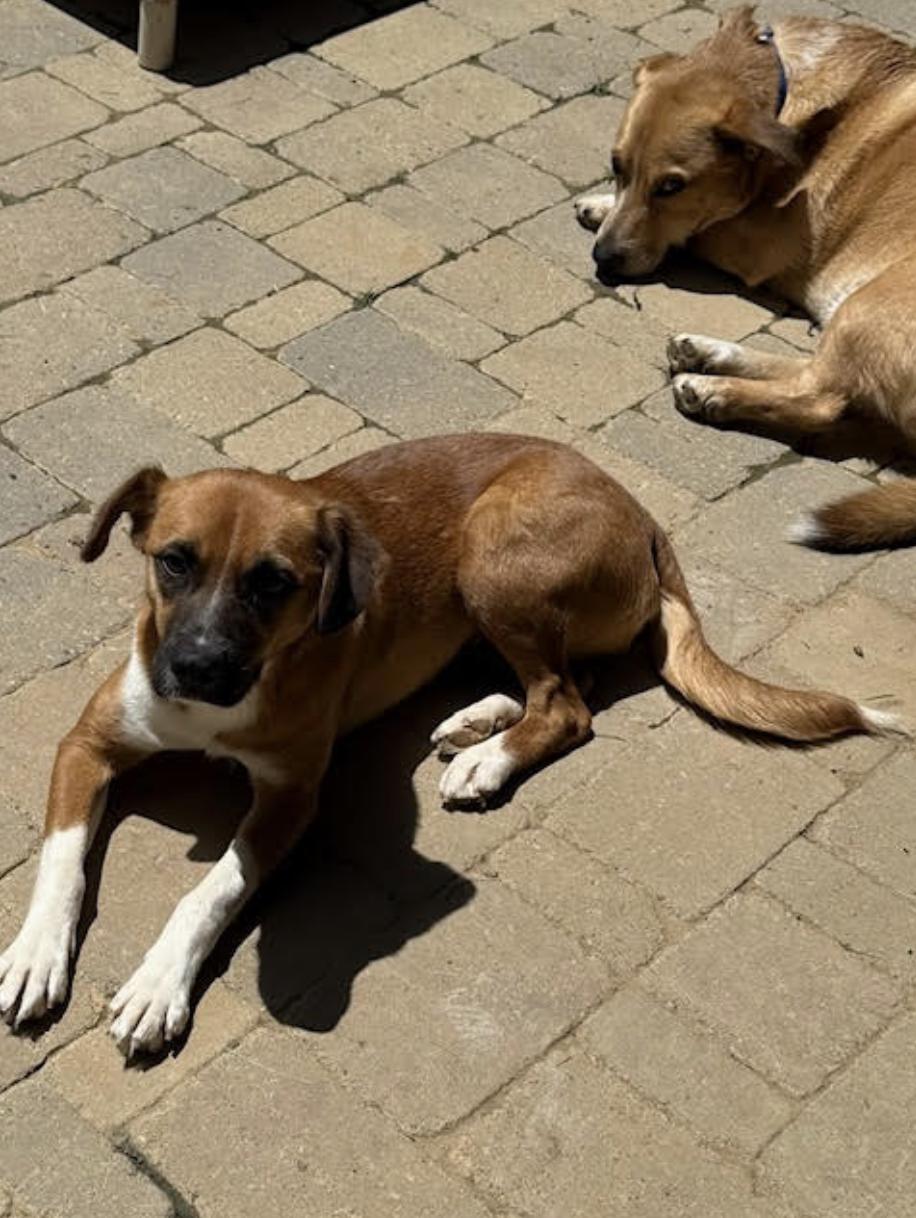 Frannie - local gal, a Adoptable mixed breed in Andover, MA image 2/6