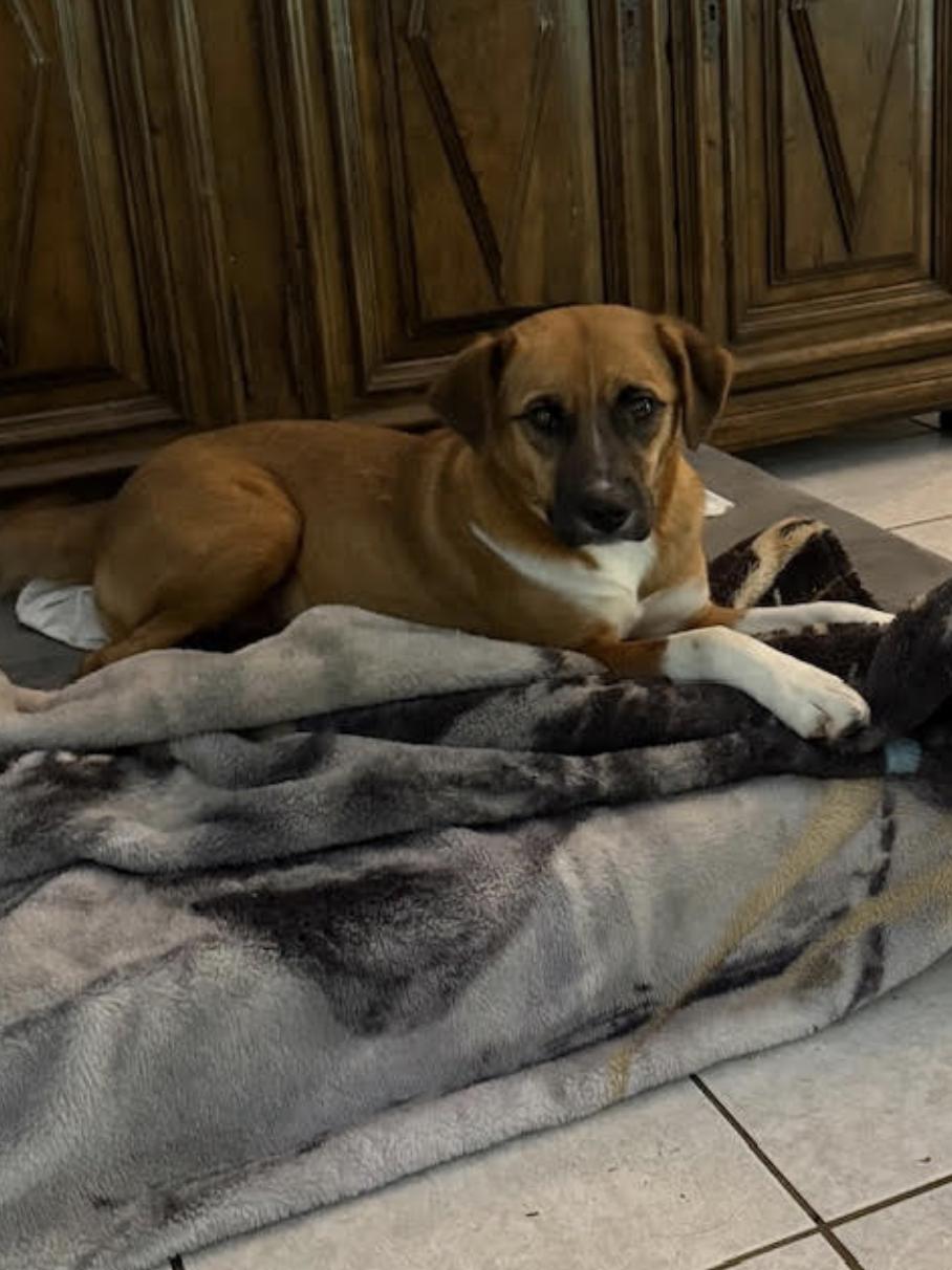 Frannie - local gal, a Adoptable mixed breed in Andover, MA image 3/6