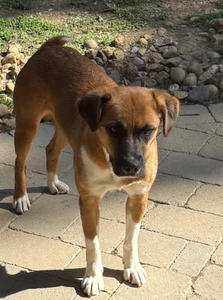 Frannie - local gal, a Adoptable mixed breed in Andover, MA image 6/6