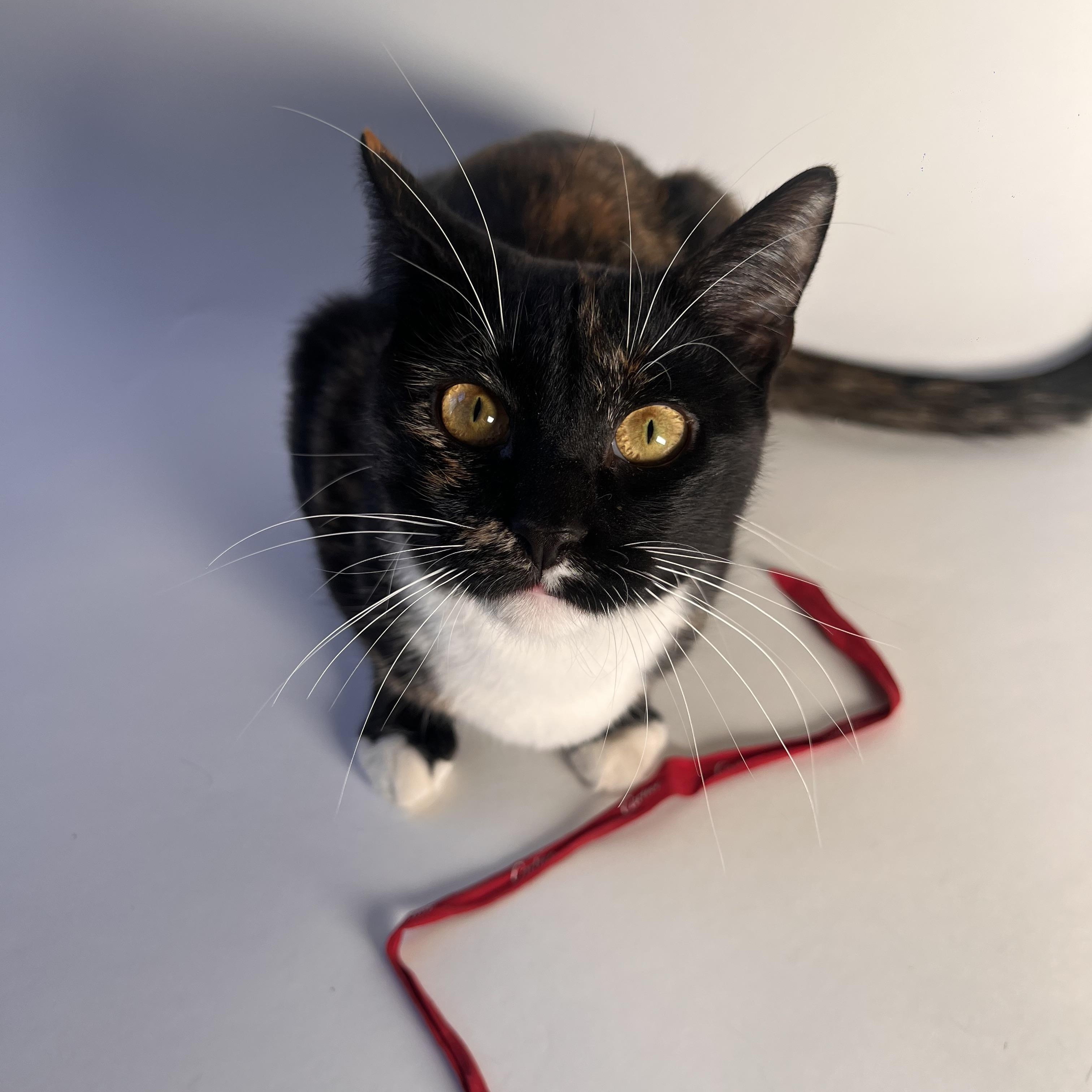 Enlarge Gigi, a ADOPTABLE Domestic Short Hair in Brooklyn, NY image 2/5