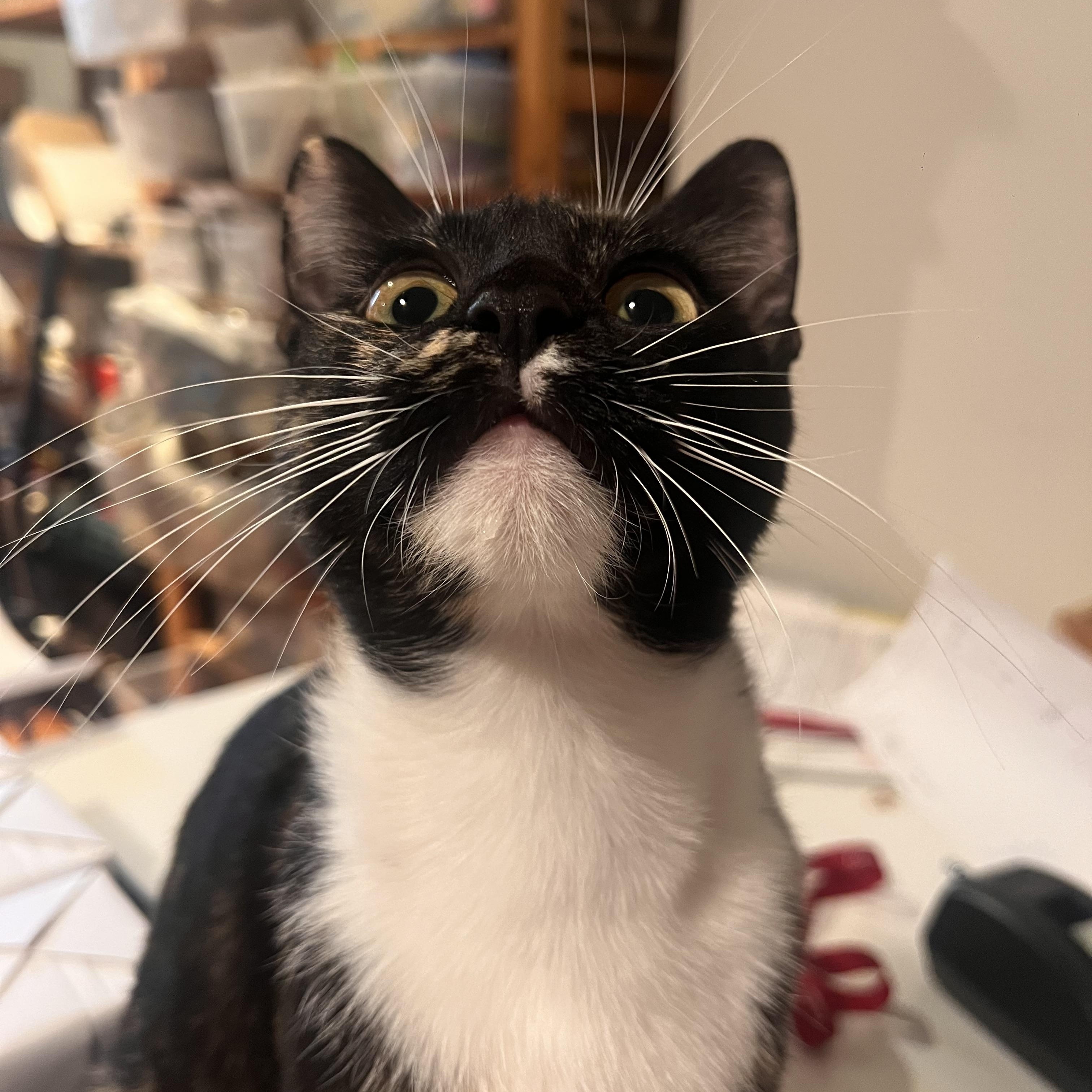 Enlarge Gigi, a ADOPTABLE Domestic Short Hair in Brooklyn, NY image 4/5