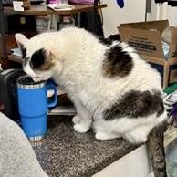 Papa Saucerton, Adoptable, Adult Male Tabby & Domestic Short Hair.