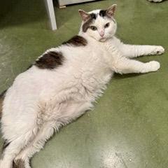 Papa Saucerton, Adoptable, Adult Male Tabby & Domestic Short Hair.