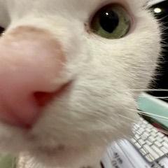 Enlarge Papa Saucerton, a Adoptable mixed breed in Knoxville, TN image 5/5