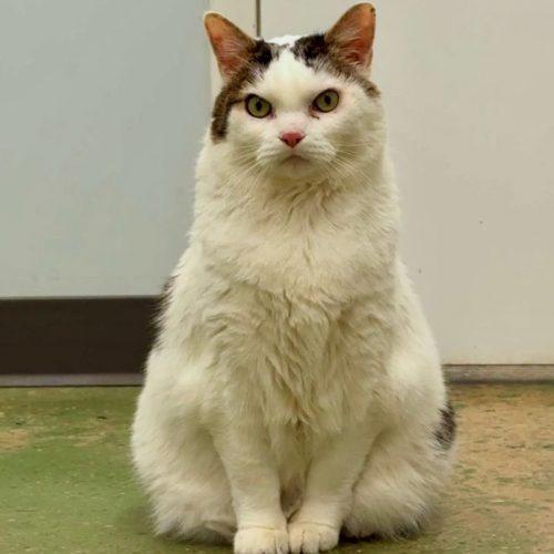 Papa Saucerton, a Adoptable mixed breed in Knoxville, TN image 6/6