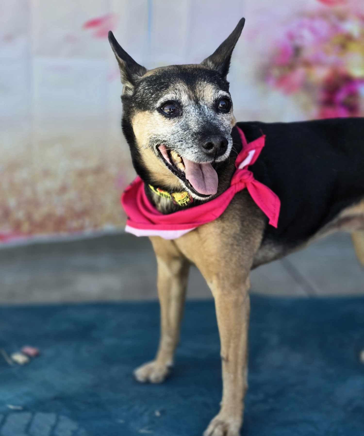 Hershey, an adoptable Mixed Breed in BUTTE, MT, 59701 | Photo Image 6