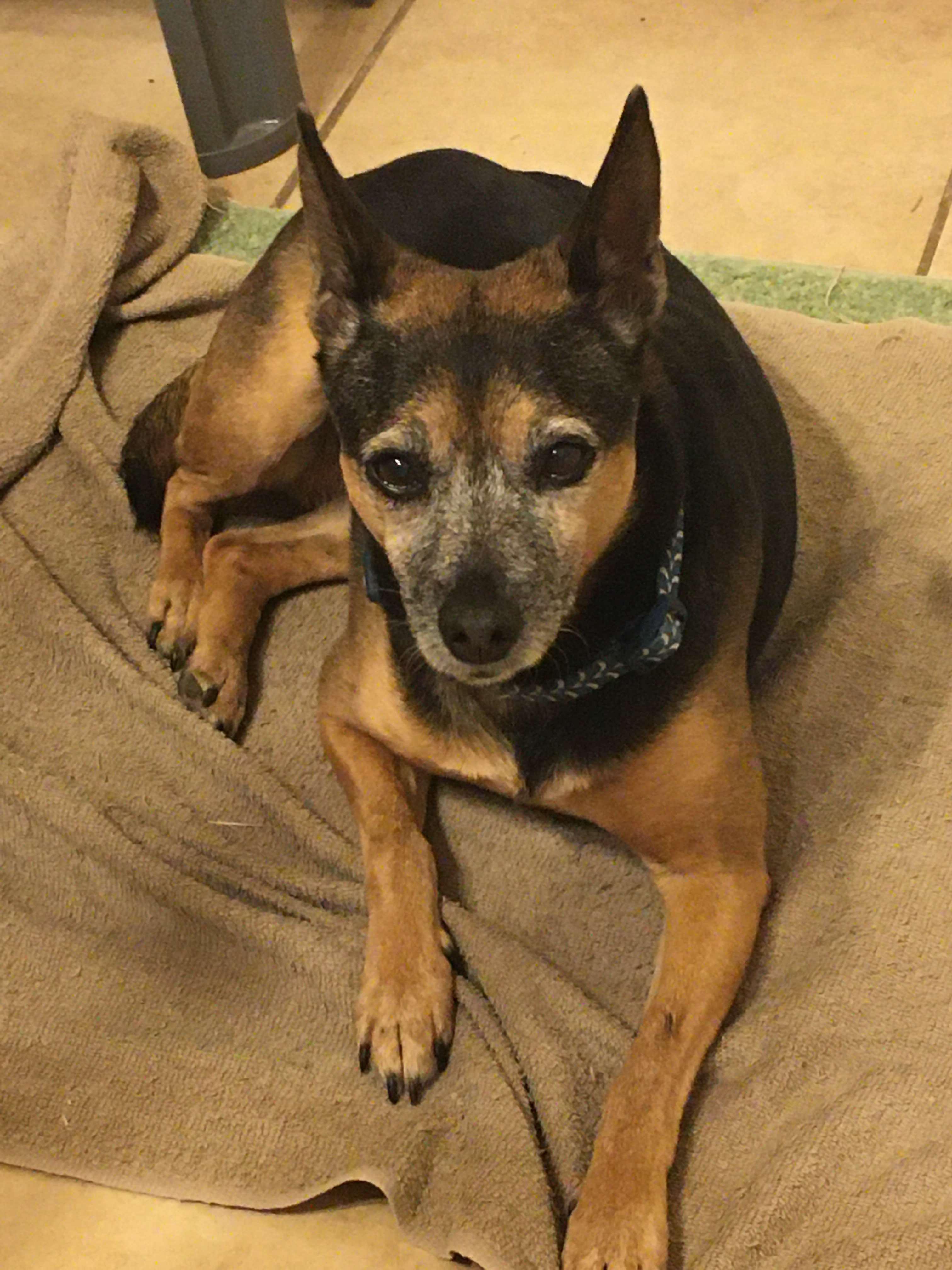 Hershey, an adoptable Mixed Breed in BUTTE, MT, 59701 | Photo Image 3