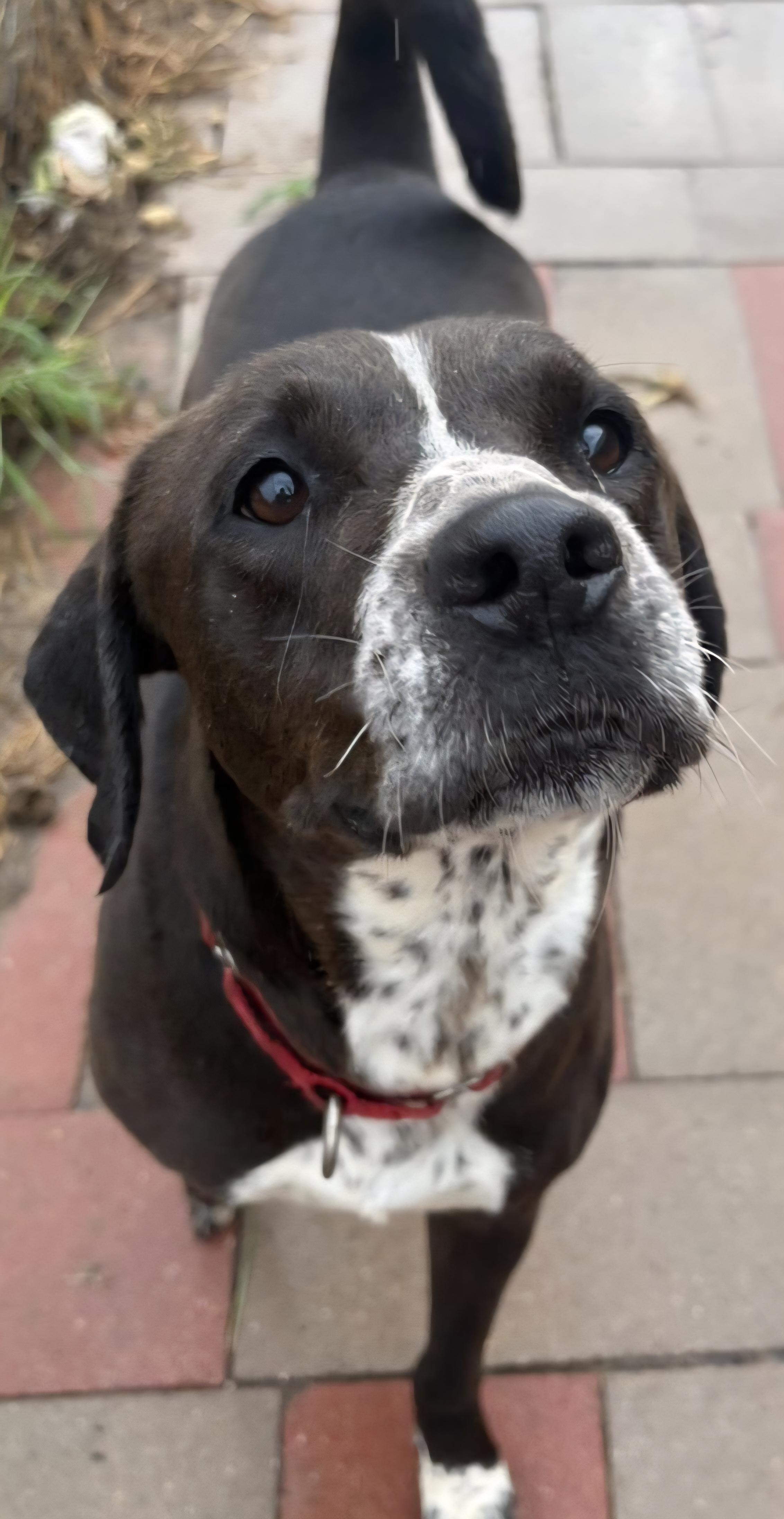 Hawk, ADOPTABLE, Adult Male Pointer.
