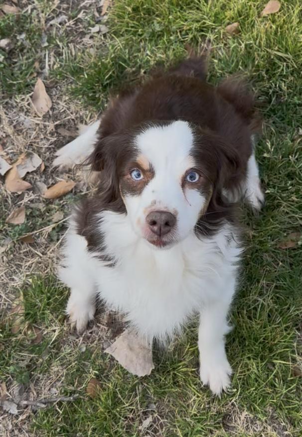 Reba, Adoptable, Senior Female Australian Shepherd.